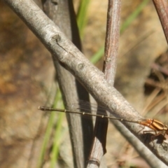 Nososticta solida at Stromlo, ACT - 2 Jan 2017