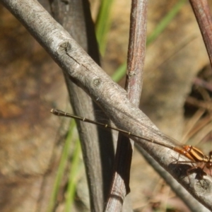 Nososticta solida at Stromlo, ACT - 2 Jan 2017