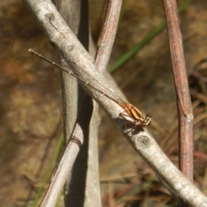 Nososticta solida at Stromlo, ACT - 2 Jan 2017