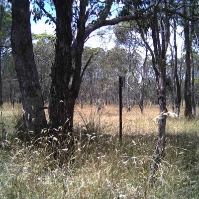 Unidentified at Mulligans Flat - 1 Jan 2017 by MulligansFlat1