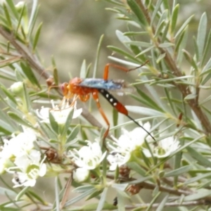 Lissopimpla excelsa at O'Connor, ACT - 29 Dec 2016