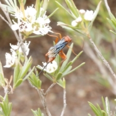 Lissopimpla excelsa at O'Connor, ACT - 29 Dec 2016