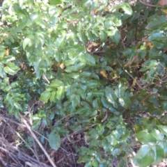 Berberis aquifolium (Oregon Grape) at Stony Creek - 2 Jan 2017 by MichaelMulvaney