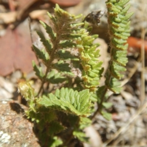 Cheilanthes distans at Stromlo, ACT - 2 Jan 2017