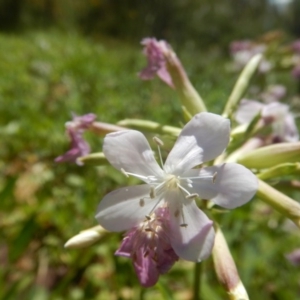 Saponaria officinalis at Stromlo, ACT - 2 Jan 2017