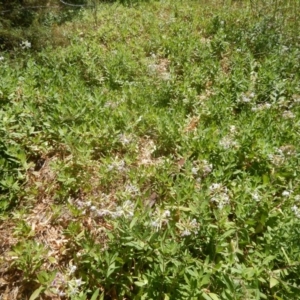 Saponaria officinalis at Stromlo, ACT - 2 Jan 2017