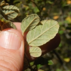 Pomaderris betulina subsp. betulina (Birch Pomaderris) at Stromlo, ACT - 2 Jan 2017 by MichaelMulvaney