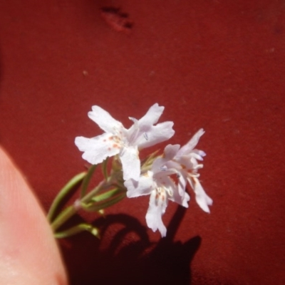 Westringia eremicola (Slender Western Rosemary) at Stromlo, ACT - 1 Jan 2017 by MichaelMulvaney