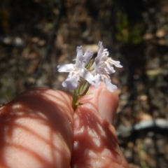 Westringia eremicola at Stromlo, ACT - 2 Jan 2017