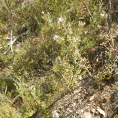 Westringia eremicola at Stromlo, ACT - 2 Jan 2017