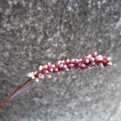 Persicaria decipiens (Slender Knotweed) at Brogo, NSW - 20 Dec 2016 by CCPK