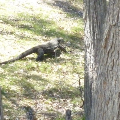 Varanus varius (Lace Monitor) at Brogo, NSW - 18 Dec 2016 by CCPK