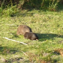 Vombatus ursinus (Common wombat, Bare-nosed Wombat) at Brogo, NSW - 20 Dec 2016 by CCPK