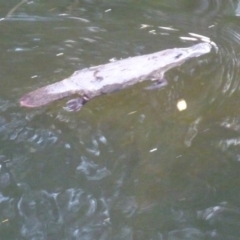 Ornithorhynchus anatinus (Platypus) at Brogo, NSW - 30 Dec 2016 by CCPK