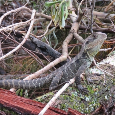 Intellagama lesueurii howittii (Gippsland Water Dragon) at Brogo, NSW - 30 Dec 2016 by CCPK