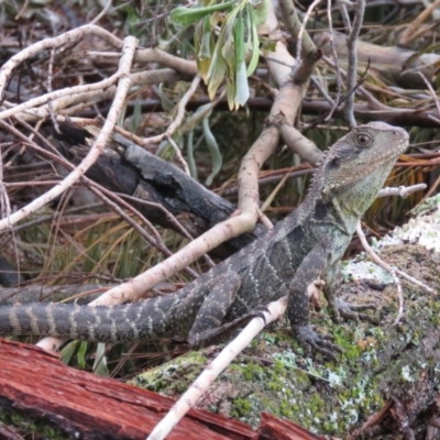 Intellagama lesueurii howittii (Gippsland Water Dragon) at Brogo, NSW - 30 Dec 2016 by CCPK