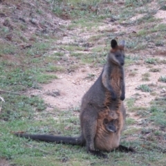 Wallabia bicolor (Swamp Wallaby) at Brogo, NSW - 30 Dec 2016 by CCPK