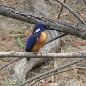 Ceyx azureus at Brogo, NSW - 19 Dec 2015 03:47 PM