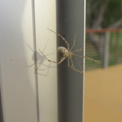 Cryptachaea gigantipes (White porch spider) at Brogo, NSW - 19 Dec 2015 by CCPK