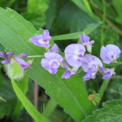 Glycine clandestina (Twining Glycine) at Brogo, NSW - 18 Jan 2016 by CCPK