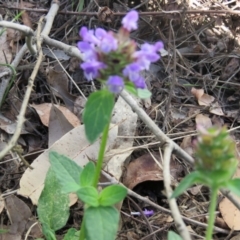 Prunella vulgaris (Self-heal, Heal All) at Brogo, NSW - 18 Jan 2016 by CCPK