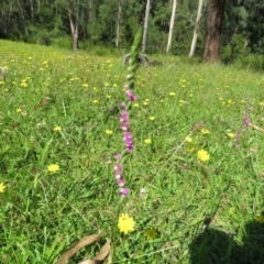 Spiranthes australis (Austral Ladies Tresses) at Brogo, NSW - 19 Jan 2016 by CCPK