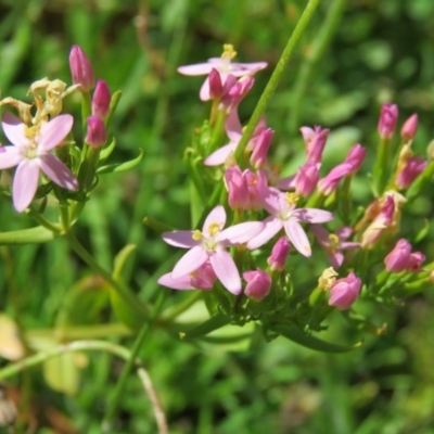 Centaurium sp. (Centaury) at Brogo, NSW - 19 Jan 2016 by CCPK