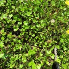 Hydrocotyle sibthorpioides (A Pennywort) at Brogo, NSW - 19 Jan 2016 by CCPK