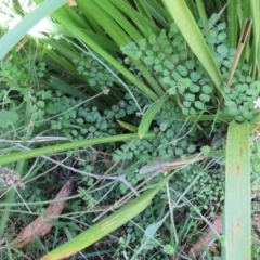 Adiantum aethiopicum (Common Maidenhair Fern) at Brogo, NSW - 19 Jan 2016 by CCPK