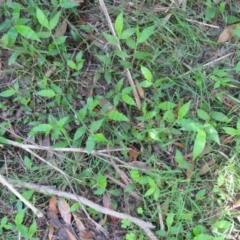 Oplismenus hirtellus (Australian Basket-grass) at Brogo, NSW - 18 Jan 2016 by CCPK