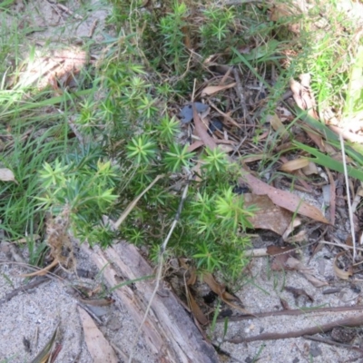 Leucopogon juniperinus (Long Flower Beard-Heath) at Brogo, NSW - 18 Jan 2016 by CCPK