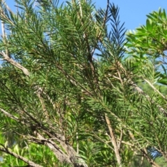 Callistemon subulatus (Dwarf Bottlebrush) at Brogo, NSW - 18 Jan 2016 by CCPK