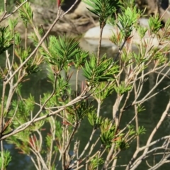 Callistemon subulatus (Dwarf Bottlebrush) at Brogo, NSW - 18 Jan 2016 by CCPK