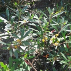 Tristaniopsis laurina (Kanooka, Water Gum) at Brogo, NSW - 18 Jan 2016 by CCPK