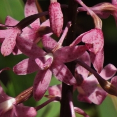 Dipodium roseum (Rosy Hyacinth Orchid) at Paddys River, ACT - 1 Jan 2017 by JohnBundock