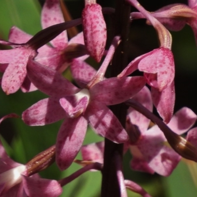 Dipodium roseum (Rosy Hyacinth Orchid) at Paddys River, ACT - 2 Jan 2017 by JohnBundock