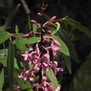 Dipodium roseum at Paddys River, ACT - 2 Jan 2017