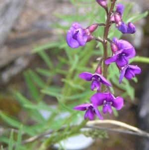 Swainsona recta at Kambah, ACT - 27 Sep 2009