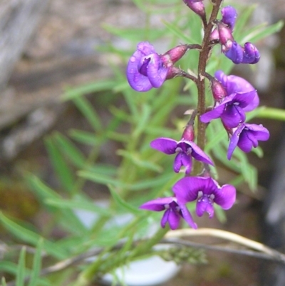 Swainsona recta (Small Purple Pea) at Kambah, ACT - 27 Sep 2009 by MatthewFrawley