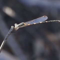 Austrolestes leda (Wandering Ringtail) at O'Connor, ACT - 31 Dec 2016 by ibaird