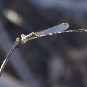 Austrolestes leda at O'Connor, ACT - 31 Dec 2016