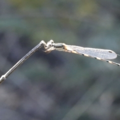 Austrolestes leda at O'Connor, ACT - 31 Dec 2016 06:18 PM