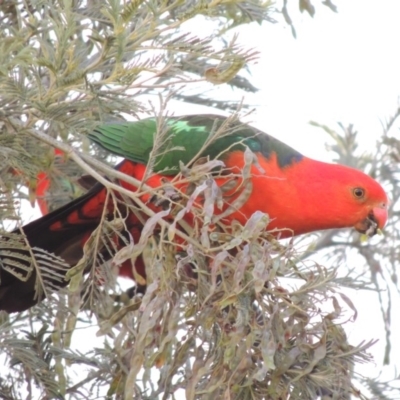 Alisterus scapularis (Australian King-Parrot) at Paddys River, ACT - 30 Nov 2016 by MichaelBedingfield