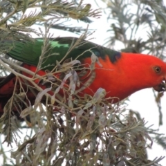 Alisterus scapularis at Paddys River, ACT - 30 Nov 2016 08:13 PM