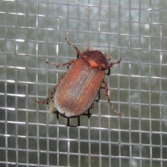 Sericesthis nigrolineata (Dusky pasture scarab) at Conder, ACT - 1 Dec 2016 by MichaelBedingfield