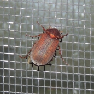 Sericesthis nigrolineata at Conder, ACT - 1 Dec 2016 11:35 PM