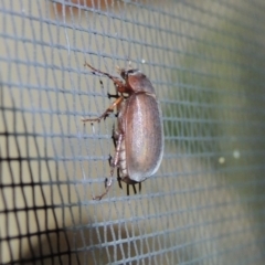 Sericesthis nigrolineata at Conder, ACT - 1 Dec 2016 11:35 PM