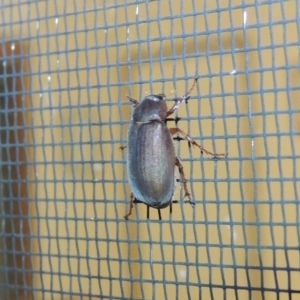 Sericesthis nigrolineata at Conder, ACT - 1 Dec 2016