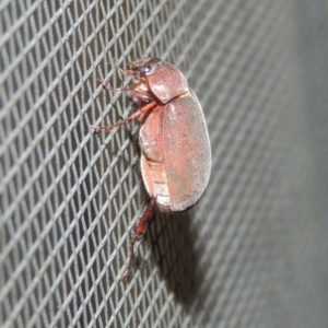 Sericesthis nigrolineata at Conder, ACT - 1 Dec 2016 11:35 PM