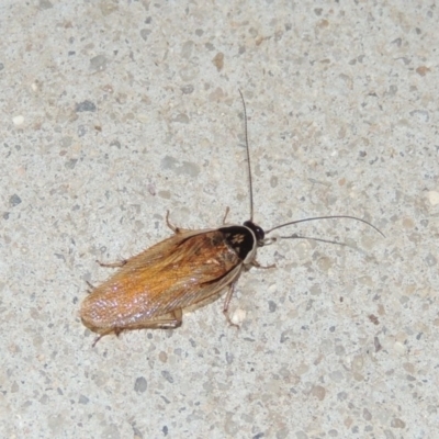 Johnrehnia australiae (Rehn's Cockroach) at Conder, ACT - 3 Dec 2016 by MichaelBedingfield